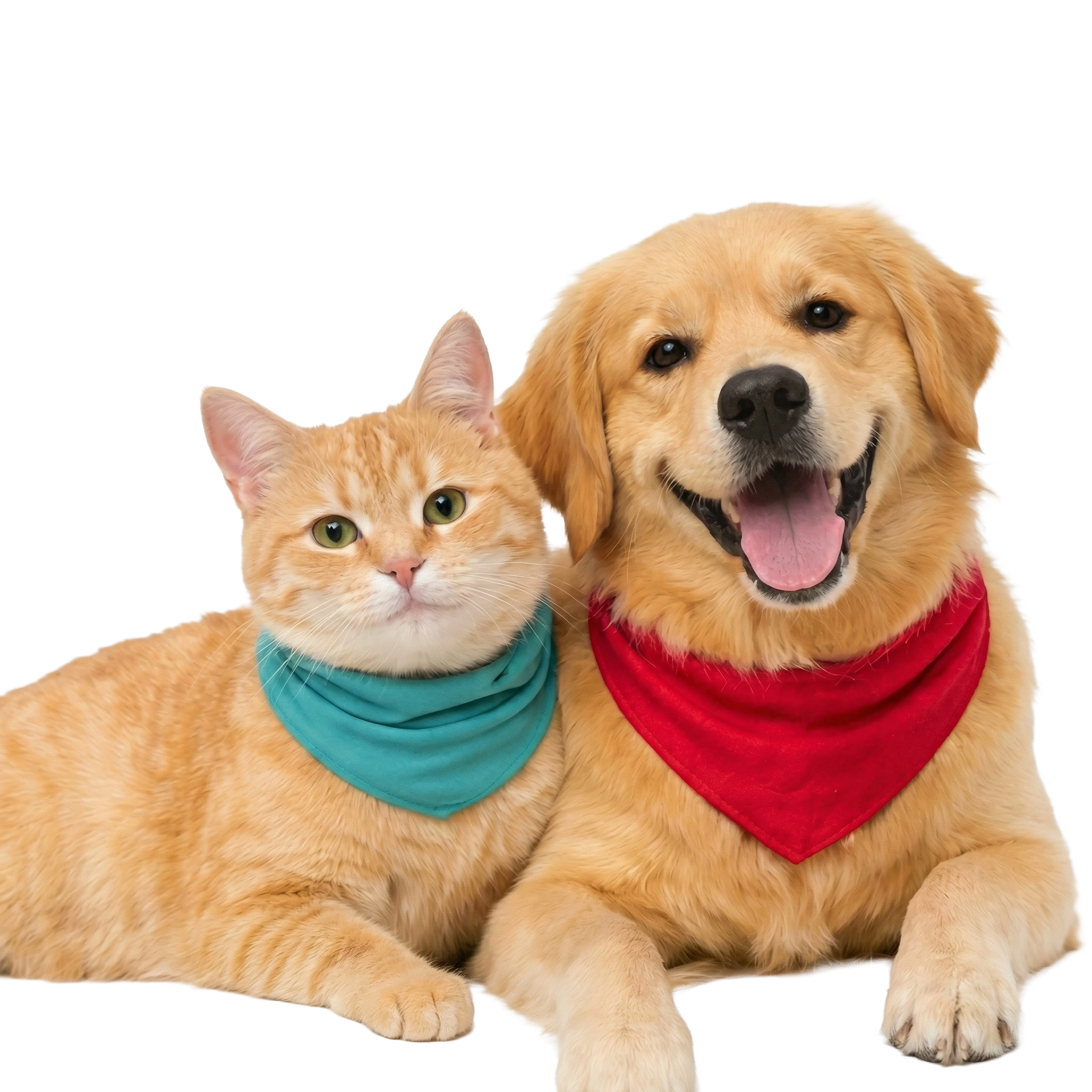 Venny the Golden Retriever and Nina the Cat